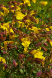 Mimulus tilingii var. caespitosus