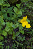 Mimulus tilingii var. tilingii