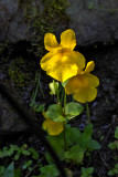 Mimulus tilingii var. tilingii