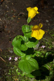 Mimulus guttatus var. guttatus