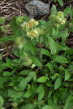Phacelia hastata