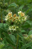 Phacelia hastata