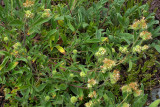 Phacelia hastata