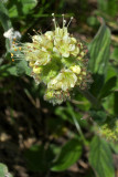 Phacelia hastata var. leptosepala