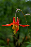 Aquilegia formosa var. formosa