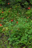 Aquilegia formosa var. formosa