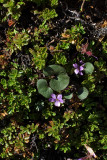 Viola flettii