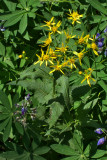 Senecio triangularis