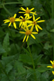 Senecio triangularis