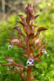 Corallorhiza maculata var. maculata
