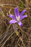 Brodiaea coronaria ssp. coronaria