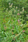 Dipsacus fullonum