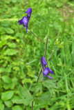Aconitum columbianum ssp. columbianum