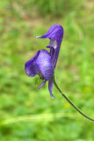 Aconitum columbianum ssp. columbianum