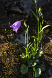 Campanula rotundifolia
