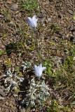 Campanula rotundifolia