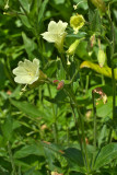 Epilobium luteum