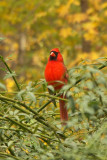 Northern Cardinal (male)
