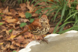 Brown Thrasher