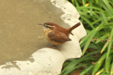 Carolina Wren