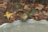 American Goldfinch (female)