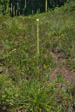 Xerophyllum tenax