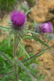 Cirsium edule var. wenatchense