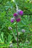 Cirsium edule var. macounii