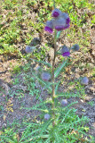 Cirsium edule var. macounii