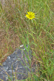 Tragopogon dubius