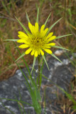 Tragopogon dubius