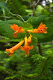 Lonicera ciliosa