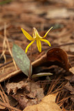 Erythronium umbilicatum ssp. umbilicatum