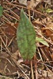 Erythronium umbilicatum ssp. umbilicatum