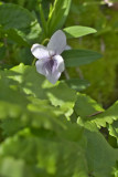 Viola palustris
