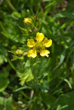 Geum macrophyllum var. perincisum