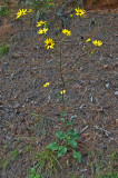 Helianthus atrorubens