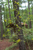 Silphium compositum