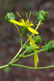 Silphium compositum
