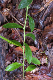 Lobelia puberula