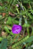 Agalinis tenuifolia