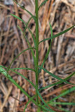 Liatris pilosa
