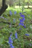 Lobelia puberula