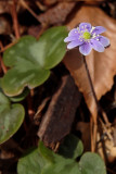 Anemone americana