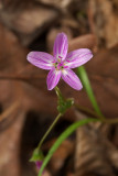 Claytonia virginica