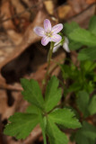Claytonia virginica