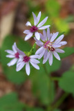 Sericocarpus asteroides