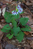 Sericocarpus asteroides