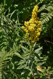 Solidago canadensis