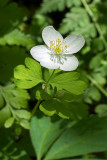 Enemion biternatum